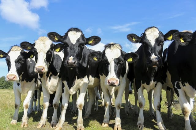 Que-hace-la-rBST-de-somatotropina-bovina-recombinante